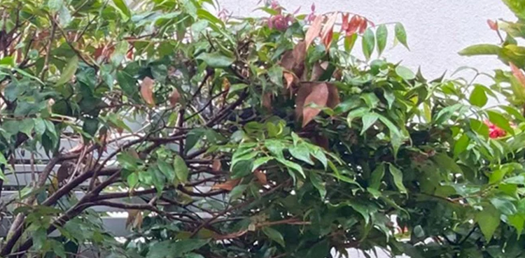 snake hidden in the bushes picture garden australia
