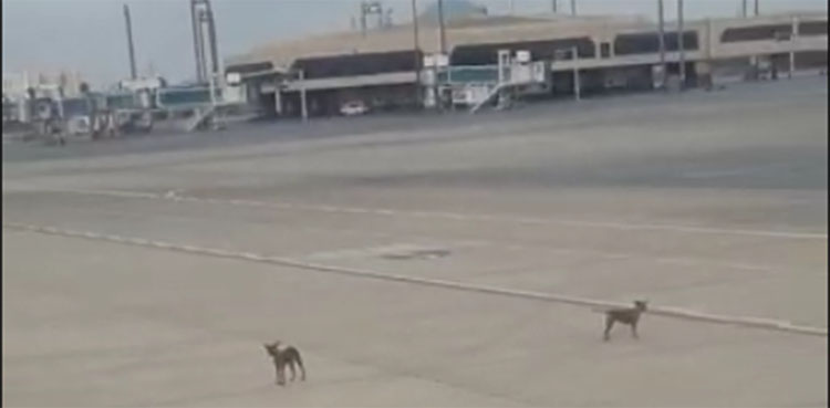 stray dogs, Karachi airport runway, bird strike,