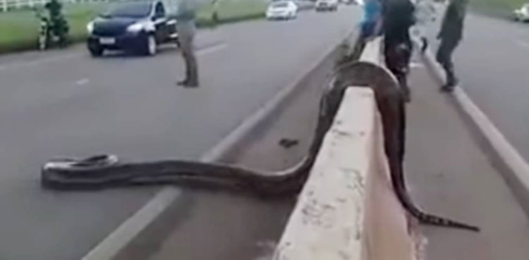 traffic-halt-anaconda-crosses-road