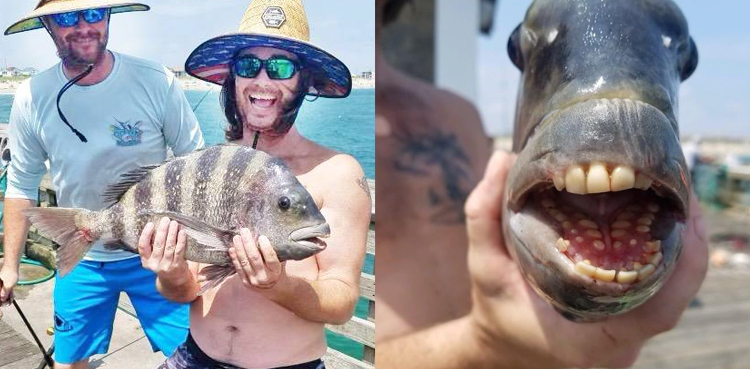 poor man crab sheephead unusual fish pictures north carolina