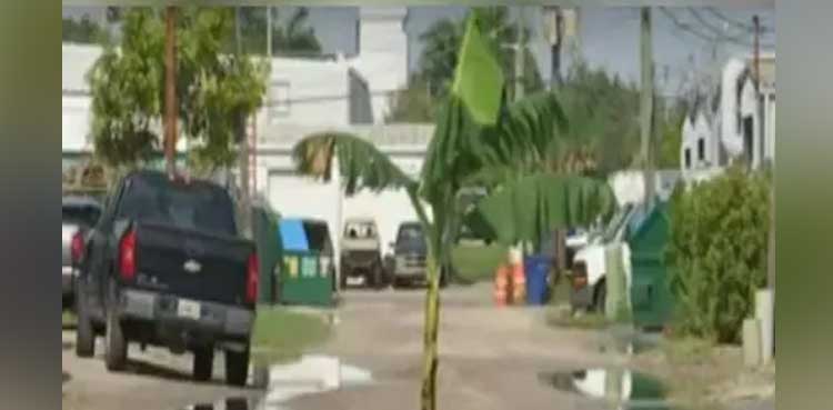 Florida Banana Tree Alert