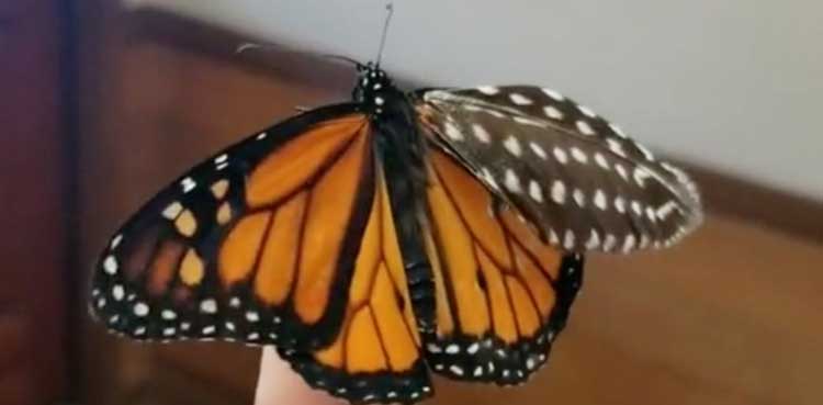 Bionic Butterfly