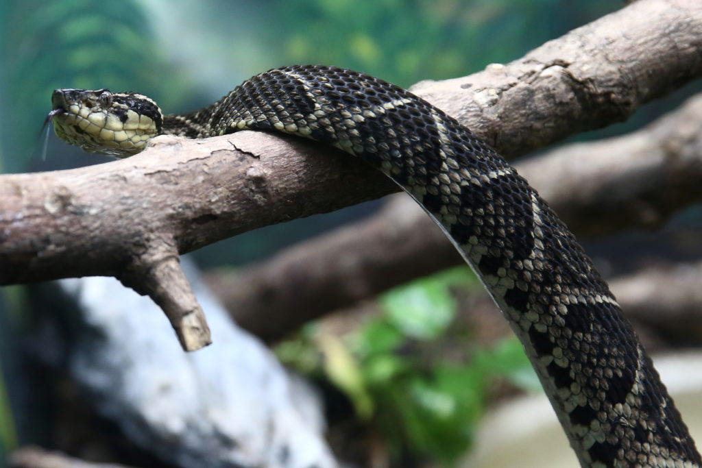 Brazilian viper venom covid-19
