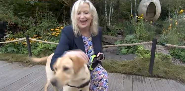 dog, journalist