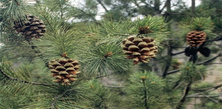 Chitral Chilgoza Trees at Risk