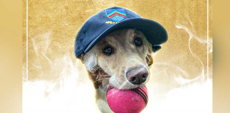 icc dog cricket