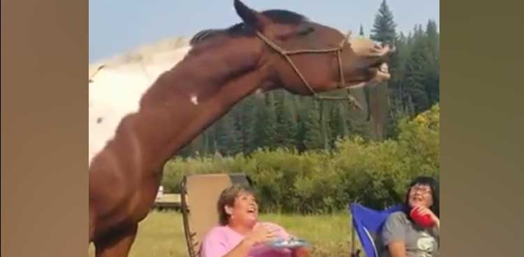 horse chips woman dogs