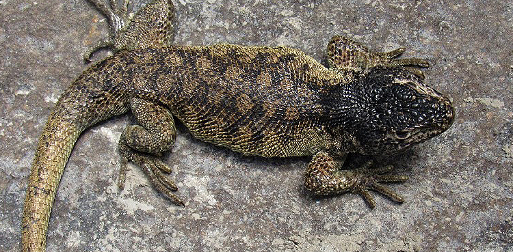 Lizard species