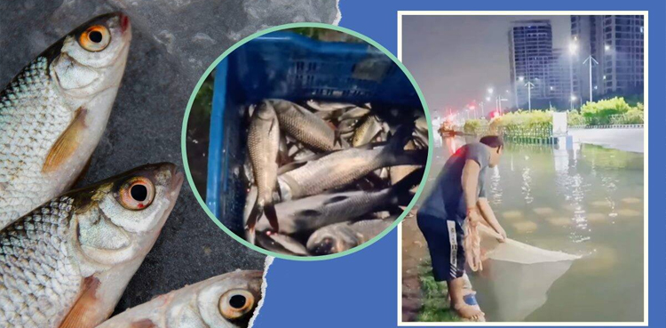 Illegal fishing, Punjab ban, Indus River