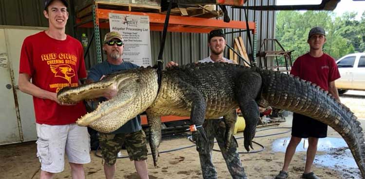 alligator, hunters, artefact,