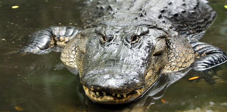 Alligator rescue