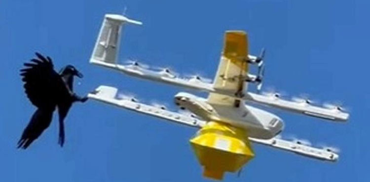 angry-bird-attacks-food-delivery-drone