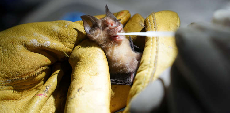bat bite virus