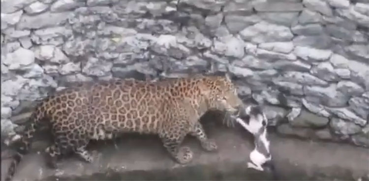 cat, leopard, cat leopard fight