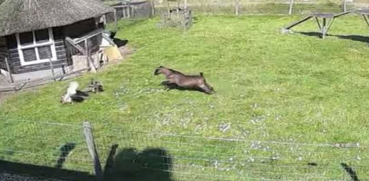 chicken-rescued-goat-hawk-attack