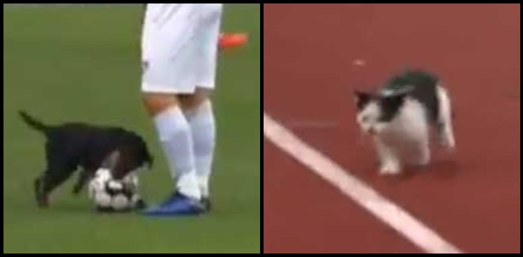 dog cat football