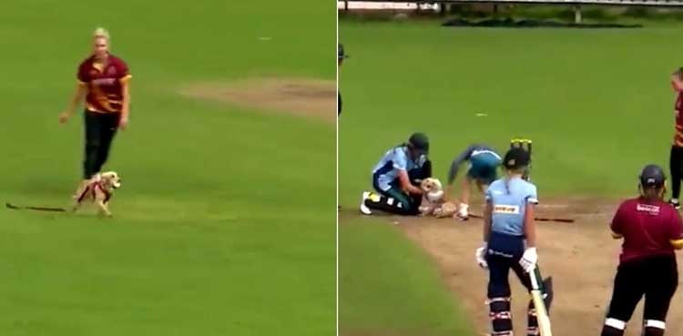 ireland, cricket, match,