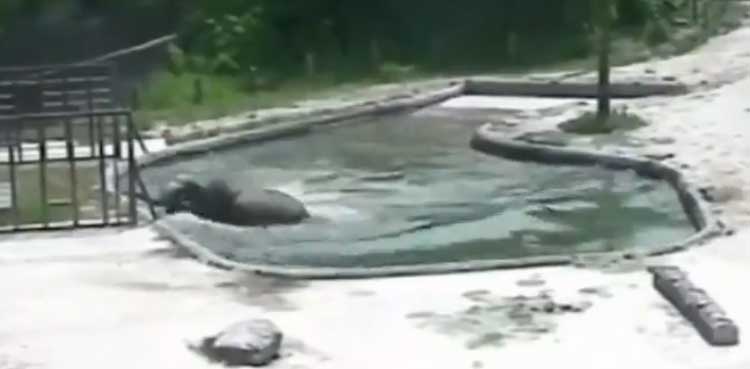 elephants, calf, drowning