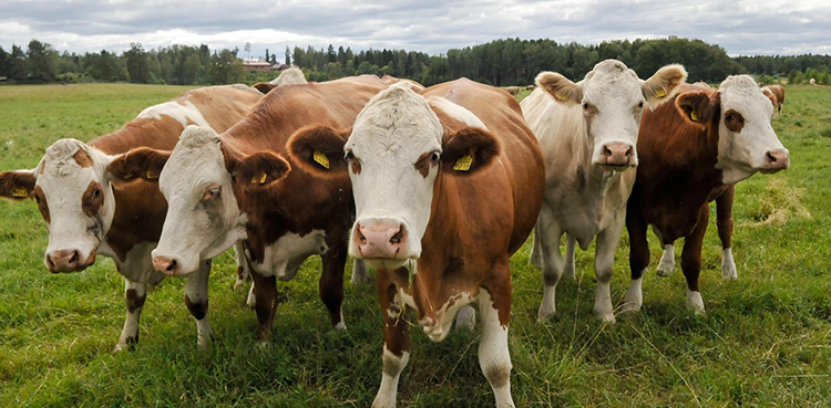 foot-and-mouth disease new strain cattle