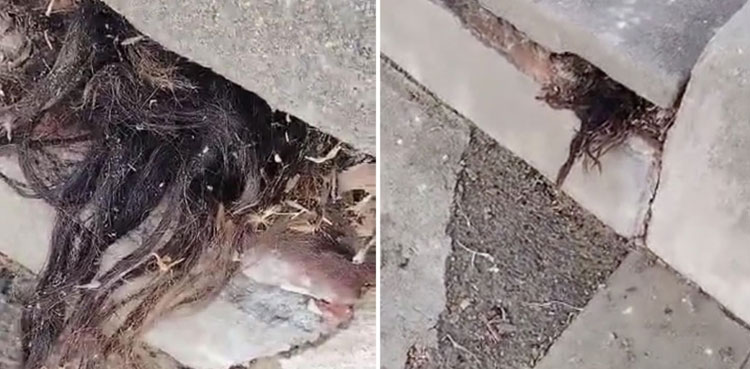 human hair poking out of 10-year-old grave