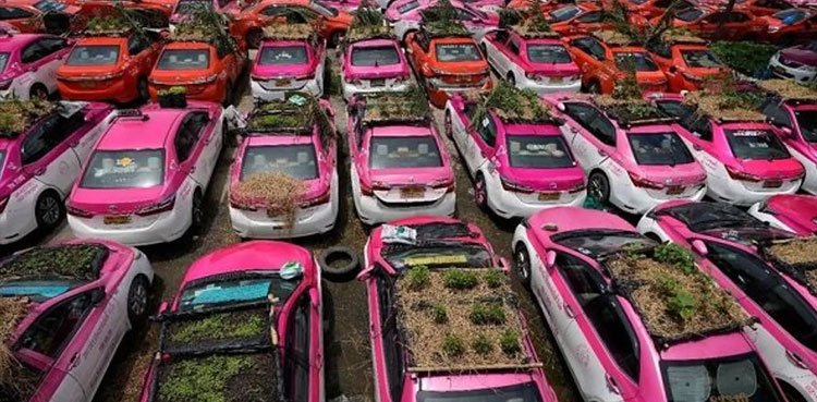 idle-cabs-thailand-vegetables