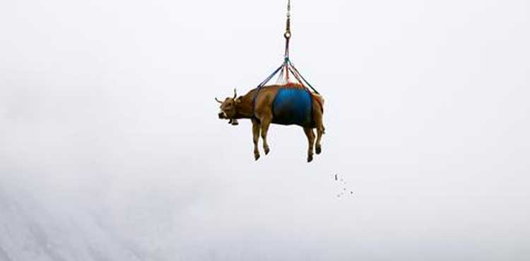 injured cows, helicopter ride, switzerland, mountain