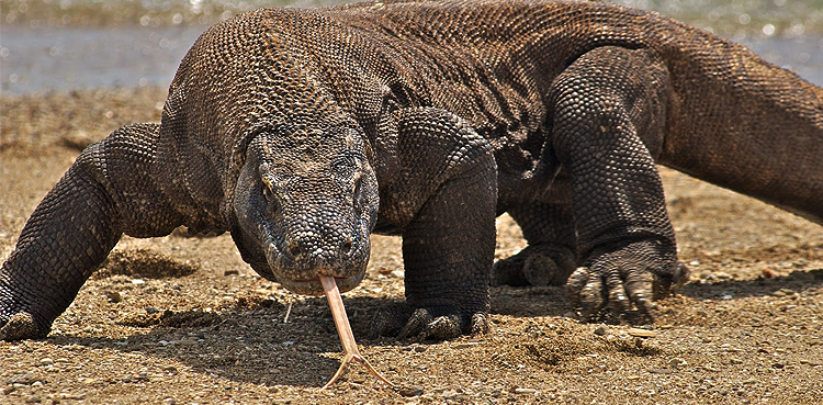 Komodo dragon extinction