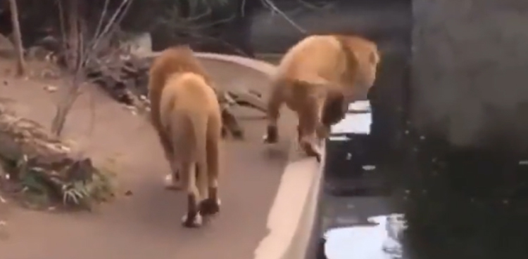 viral video lion falls into water hole