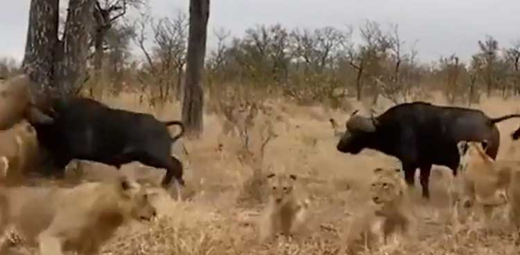 viral video, lions, buffalo attack