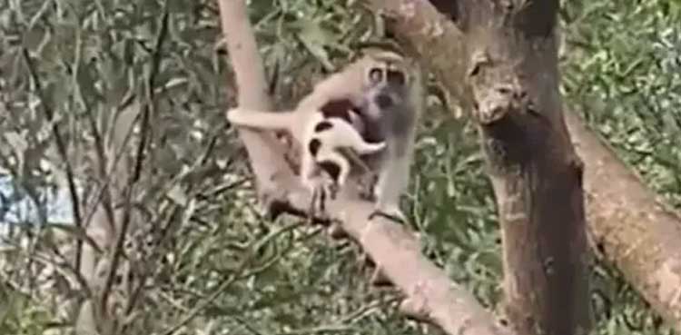 monkey puppy malaysia