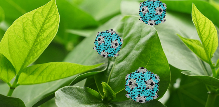 plant virus cancer