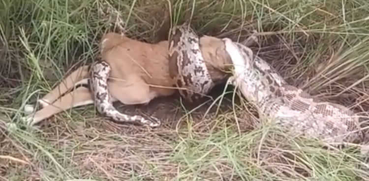 python swallows deer