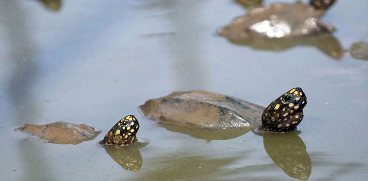 sc-protect-turtles-sindh-govt