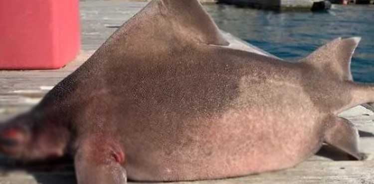 shark fish weird