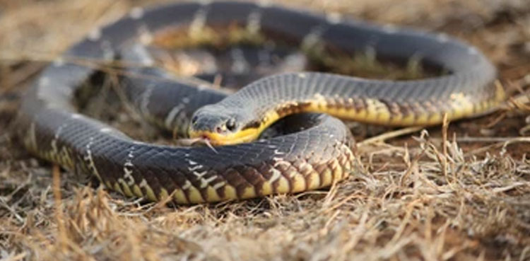 Tharparkar, snake