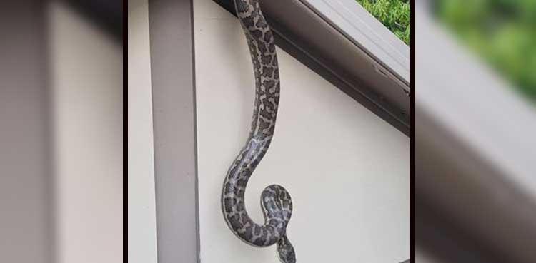 snake proof home, python