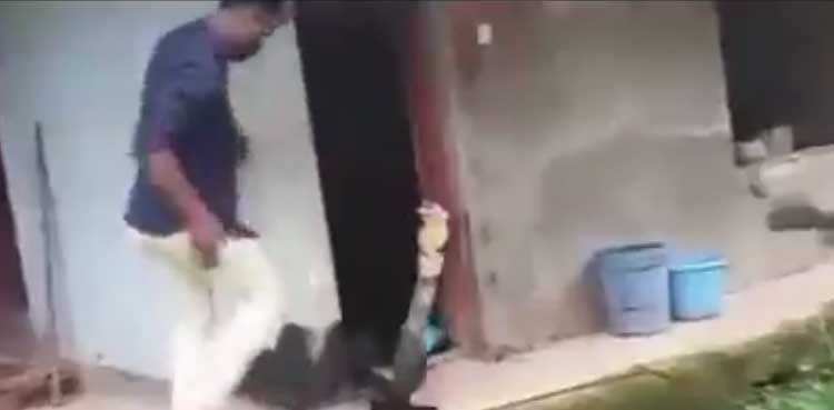 Snake-Catching Attempt