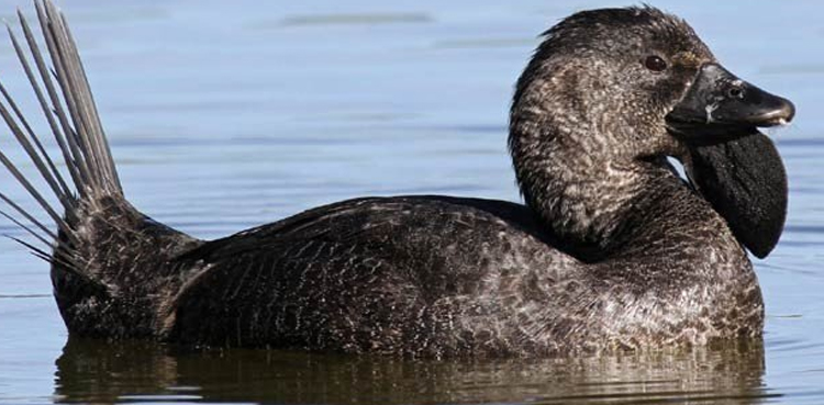 talking duck