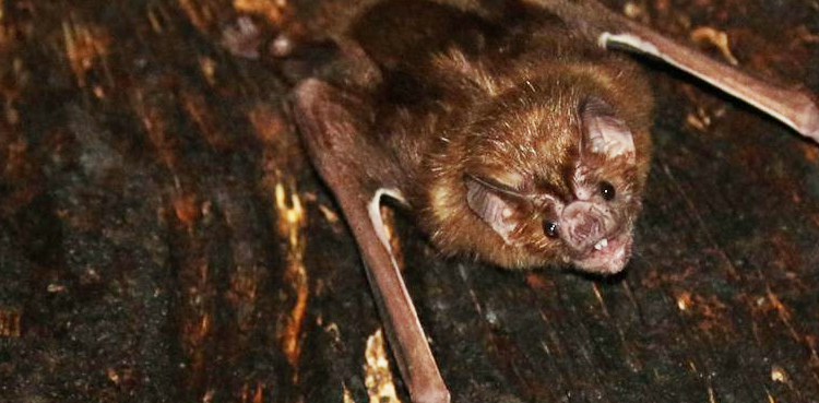 Vampire bat social life