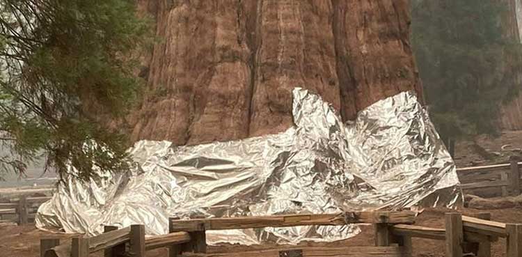 world's largest tree, fire-resistance foils, aluminium,