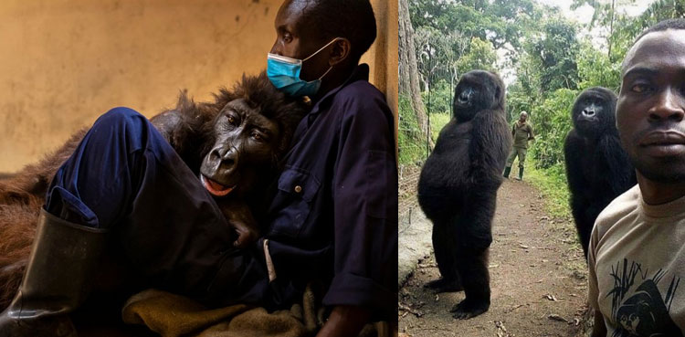 gorilla selfie start dies