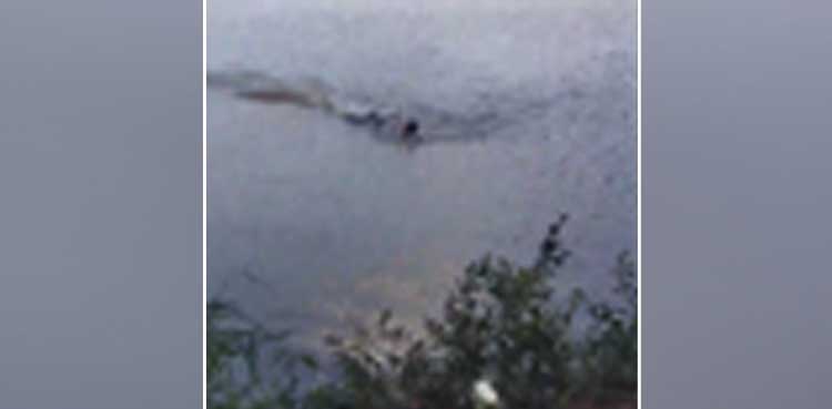 alligator bites man scary video