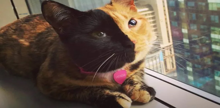 Internet sensation 'two-faced cat' is real, video proves
