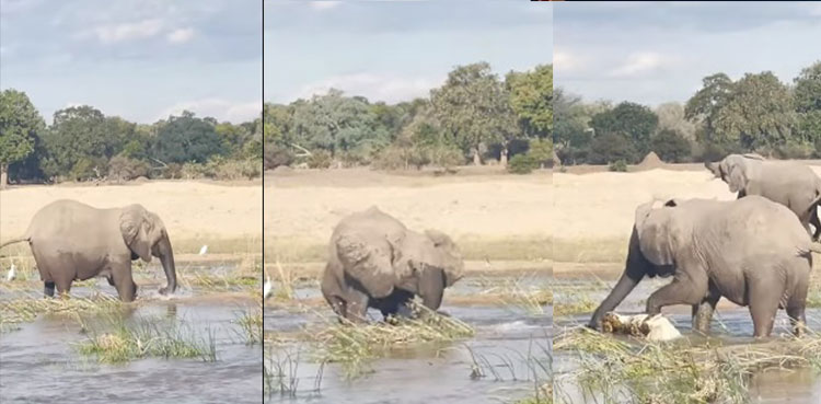 MOTHER-ELEPHANT