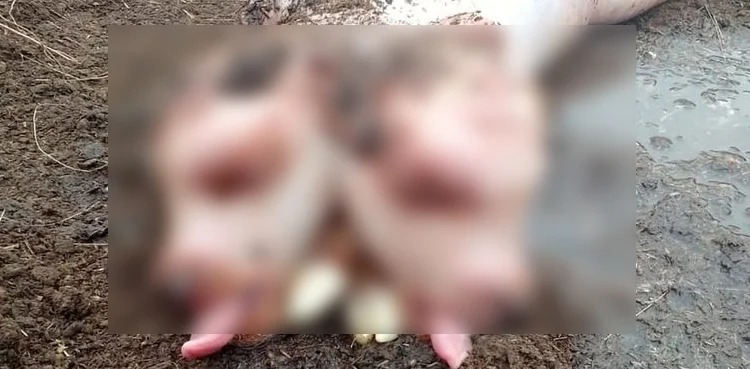 mutant calf, two heads, born in russia,