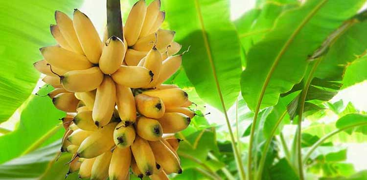 banana tree man compensation