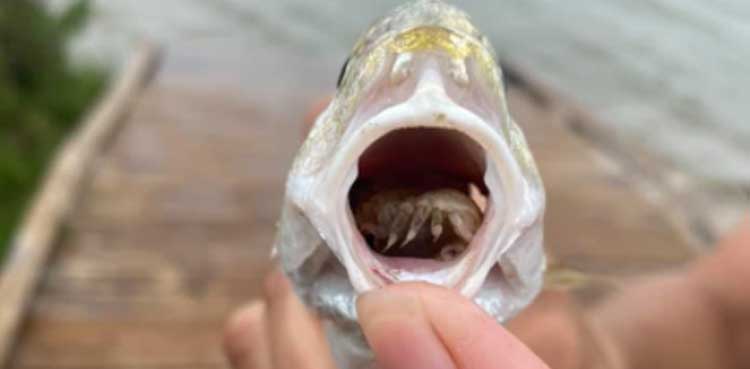 tongue eating fish, parasite,