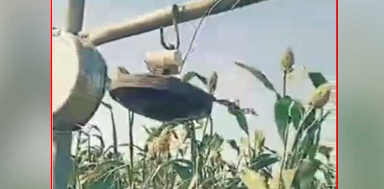 viral-video-indian-villagers-jugaad-birds-crops