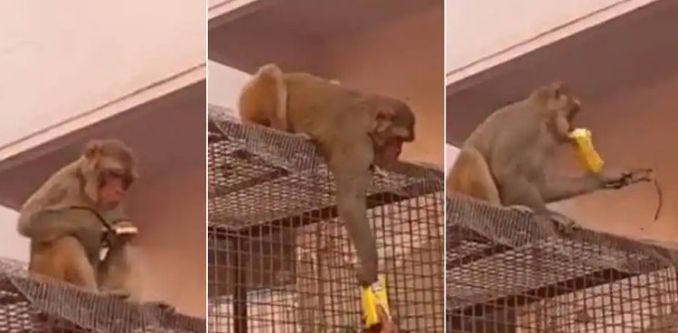 monkey-video-glasses-mango-drink
