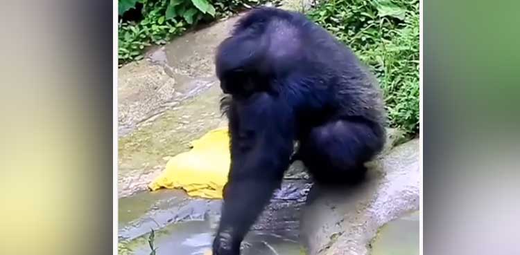 chimpanzee, monkey, washing clothes,